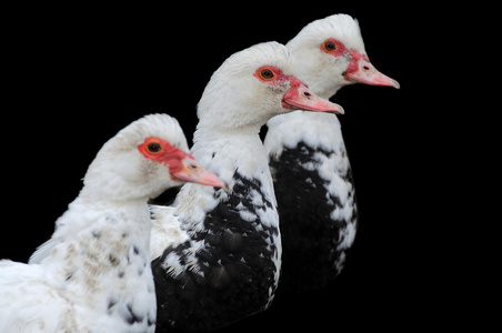 在黑色背景上的三个鸭子的头照片