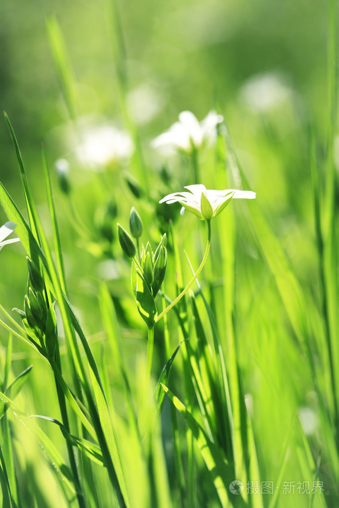 新鲜春天草