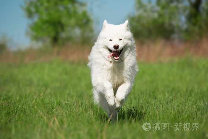 萨摩耶德犬在绿色背景上运行照片 正版商用图片0bo493 摄图新视界