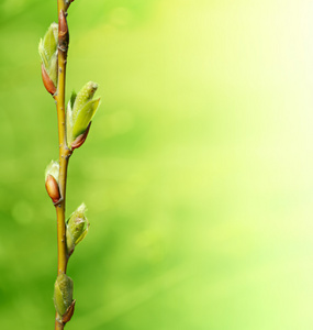 绿色树枝上的新芽照片