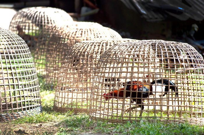 笼子里的泰国斗鸡