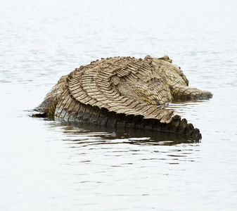 鳄鱼差湖上