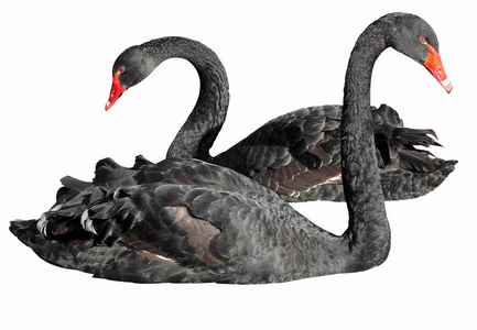 黑天鹅游泳图片-黑天鹅游泳素材-黑天鹅游泳插画-摄图新视界