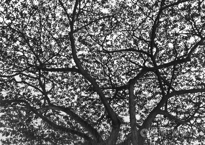 黑色和白色的轮廓树