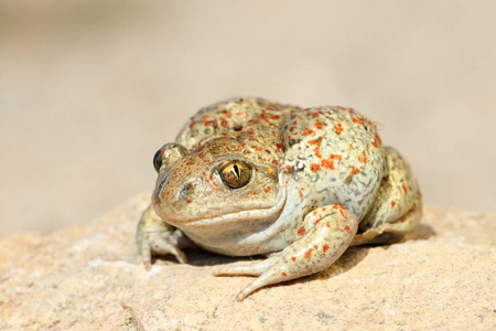 常见的 spadefoot 蟾蜍的特写