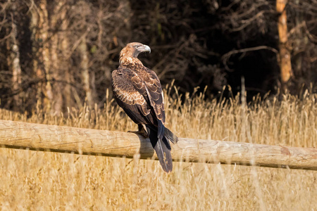 楔尾鹰，Bunjil 鹰，猛禽停栖在塔斯马尼亚的木栅栏上