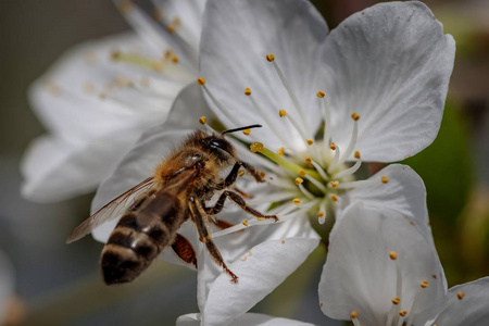 蜜蜂采集花粉和收集 ne 的白色的樱花