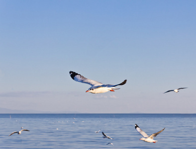 海鸥飞在蓝蓝的天空上