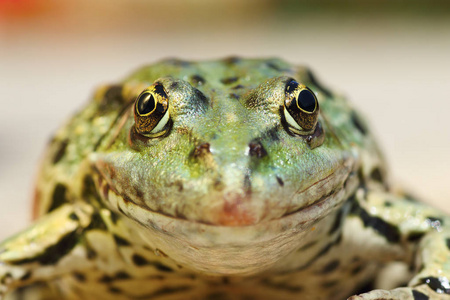 沼泽青蛙肖像着相机的镜头