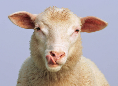 饿饿的图片搞笑饿羊脸照片