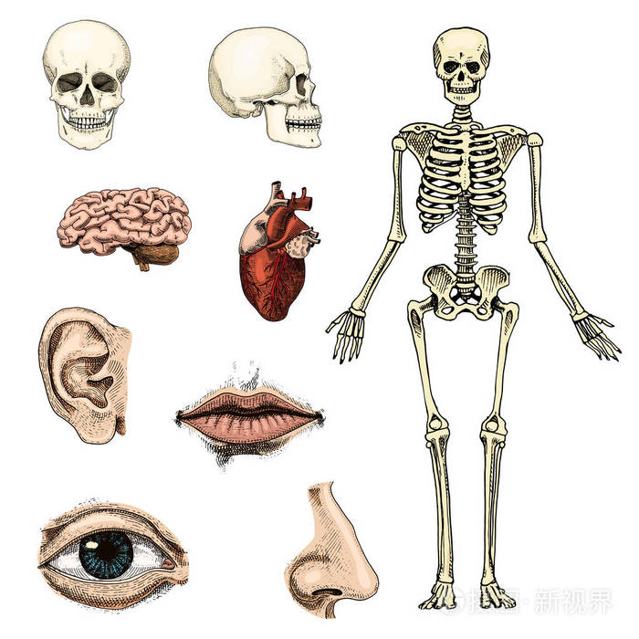 人类生物学,解剖图.刻的手绘在旧素描和复古的风格.头骨或骨骼的轮廓.