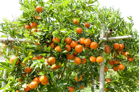 植物，橙树上的鲜橙色