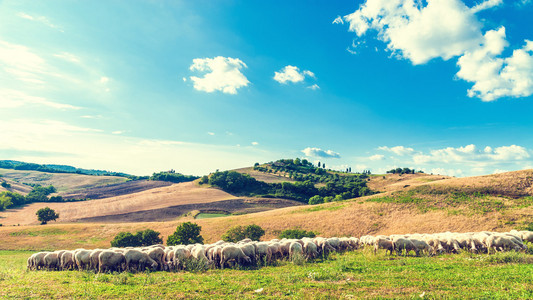 托斯卡纳羊在背景下的美丽的蓝绿色的草地上