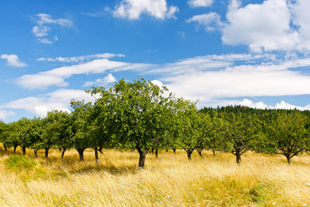 苹果园背景图片