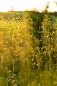 金色的野生草上背光的夕阳