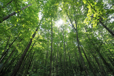 北海道夏天图片