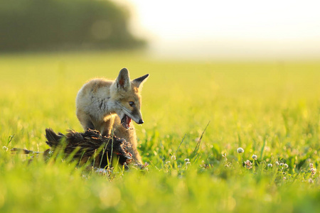 年轻的红狐狸泼妇 ptect 猎物早晨Vulpes vulpes 的草地上