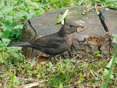 画眉鸟眼睛介绍图片