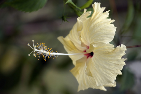 天堂蝴蝶。婆罗洲 hibiskus