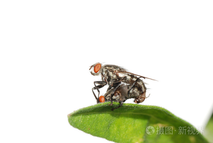 交配飞昆虫隔离