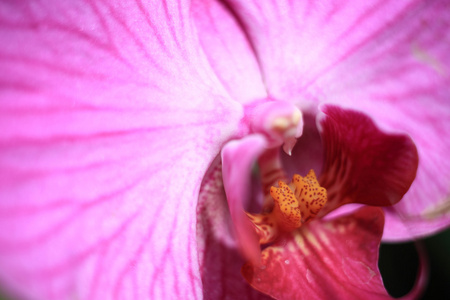 特写心皮胡姬热带花卉