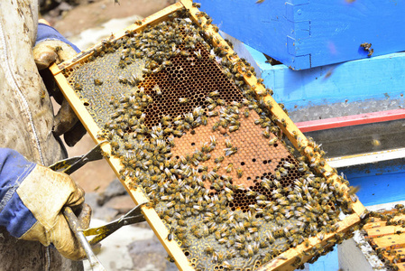 司局蜂巢，准备的蜂蜜提取一个养蜂人的详细信息