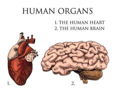 人类生物学，器官解剖图。刻的手绘在旧素描和复古的风格。详细的大脑或颅骨骨膜和心或灵魂的身体