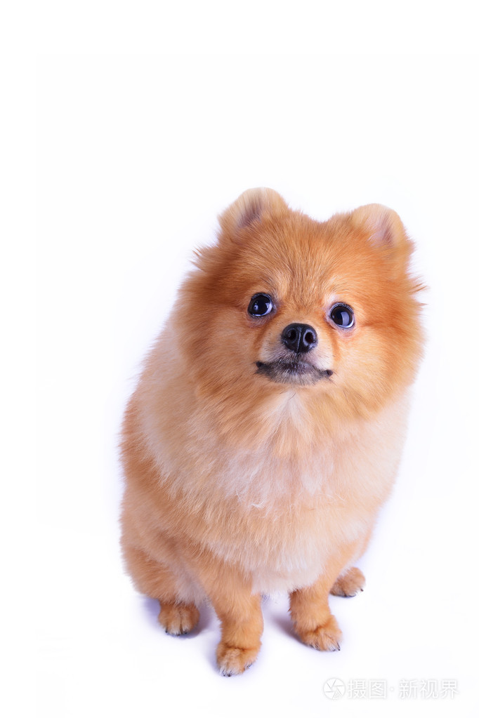 白色背景上孤立的博美犬狗照片-正版商用图片0bozzk-摄图新视界