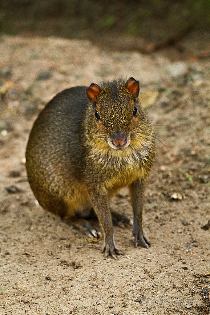 啮齿类动物在亚马逊雨林,yasuni 国家公园,厄瓜多尔