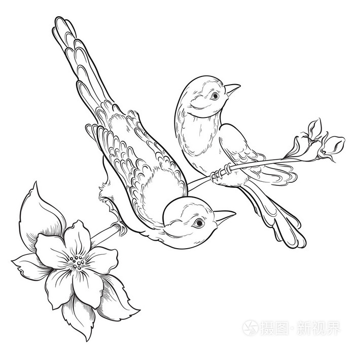 坐在盛开的樱花树上的两只鸟.矢量图
