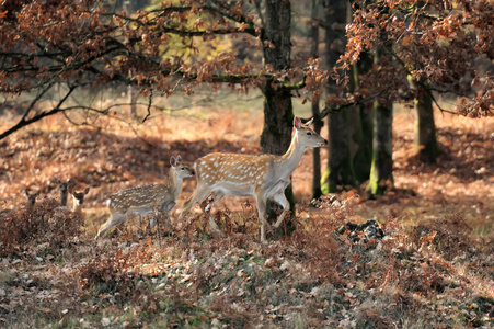 白尾鹿鹿站在秋季的一天