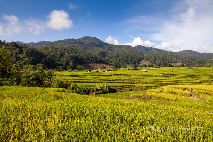 在清迈泰国绿色梯田的稻田