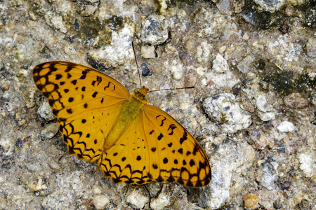 形象的常见豹蝴蝶 Phalanta phalantha 在 na