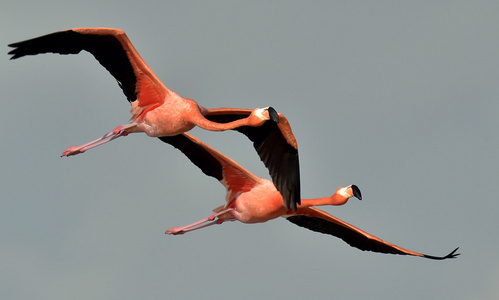 火烈鸟的翅膀图片