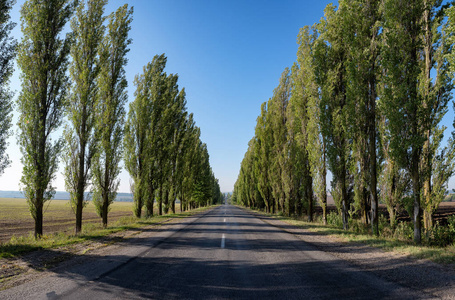 空路与杨树