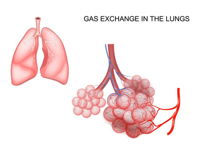 在肺部的气体交换