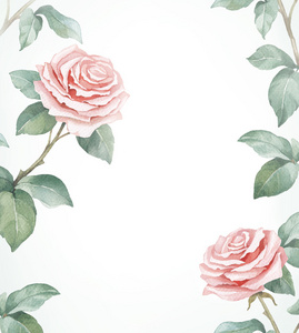 水彩插图的玫瑰花