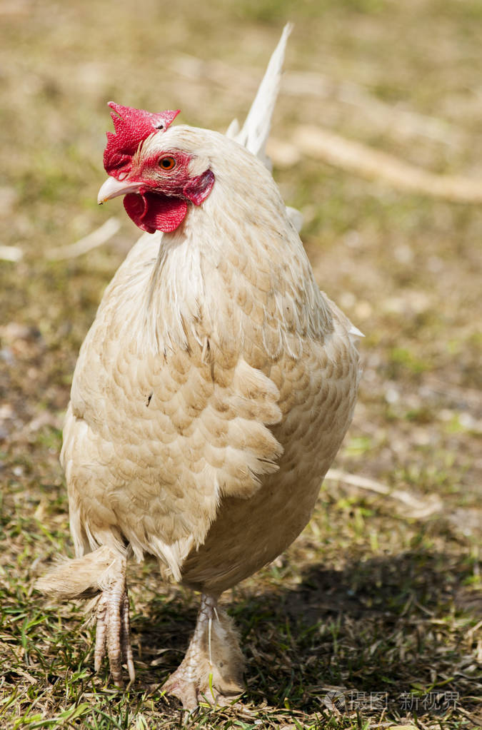 在农家院里的母鸡