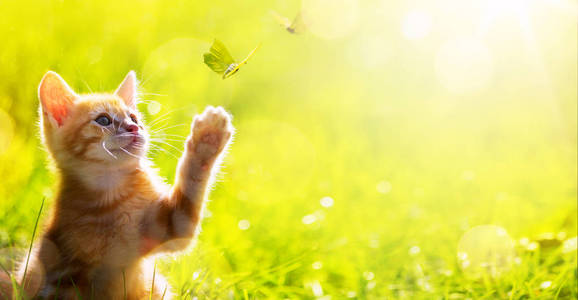 艺术开心小猫;可爱猫咪玩一只蝴蝶照片