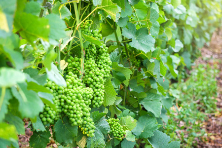 关闭了在蒙塔涅兰斯，法国香槟葡萄园年轻绿色葡萄