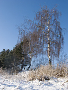 桦树在冬季时间山