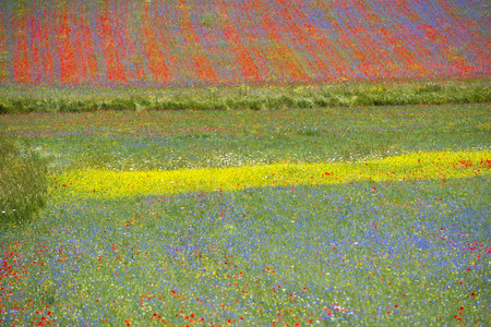 在 Castelluccio 中开花