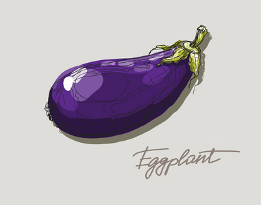 矢量手绘图紫色茄子