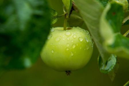 苹果带雨点