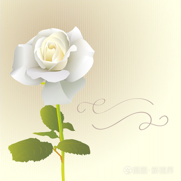 白玫瑰卡