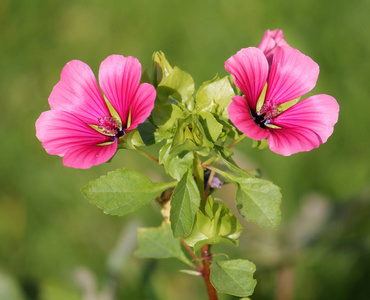Lavatera 或花园里的玫瑰锦葵粉红色花