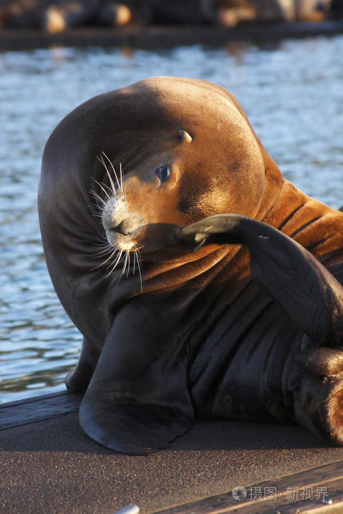 海狮晒太阳在阿斯托利亚俄勒冈州码头