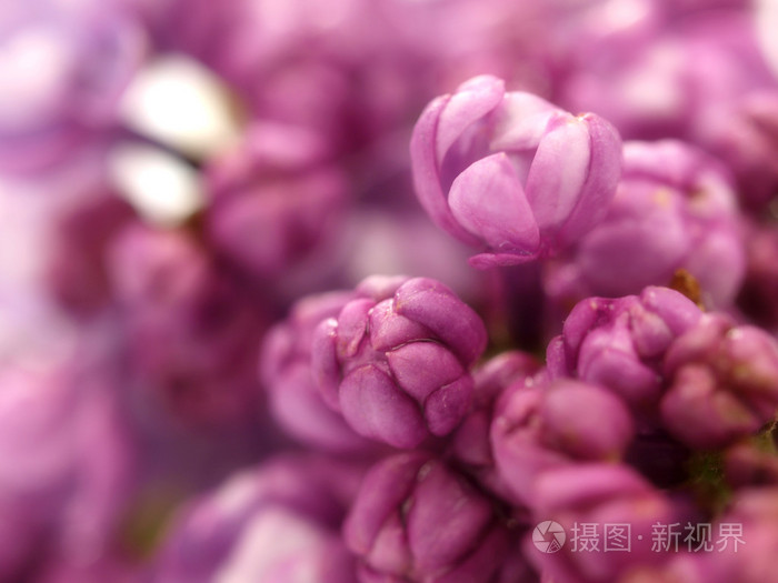 紫丁香花群集