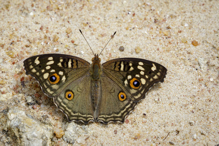 柠檬三色堇蝴蝶 Junonia lemonias lemonias 对 na 的形象