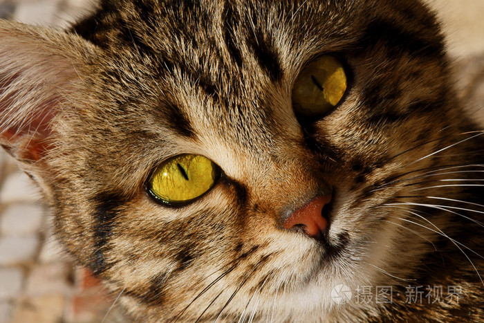 黄眼猫的特写肖像